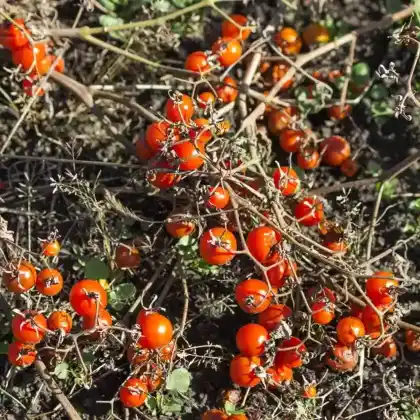 Foto von Tomaten (Lycopersicon esculentum)