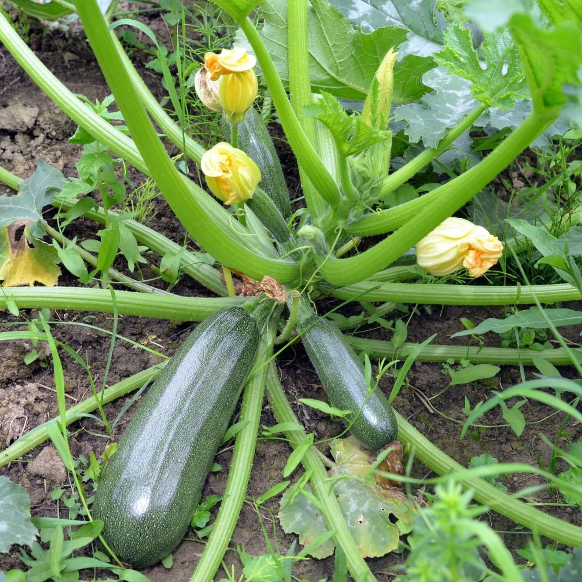 Zucchini (Cucurbita pepo subsp. pepo convar. giromontiina)