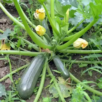 Foto von Zucchini (Cucurbita pepo subsp. pepo convar. giromontiina)