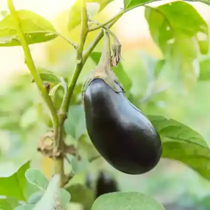 Foto von Aubergine (Solanum melongena)