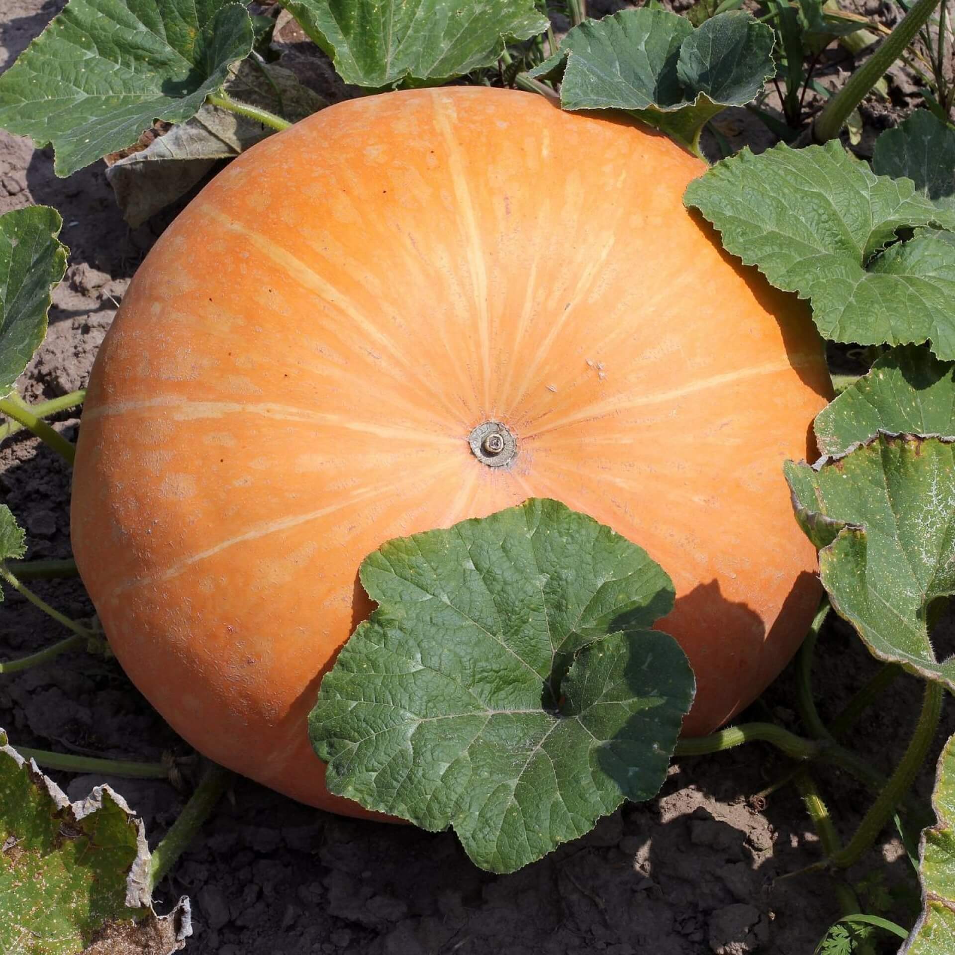 Riesenkürbis (Cucurbita maxima)