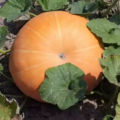 Foto von Riesenkürbis (Cucurbita maxima)