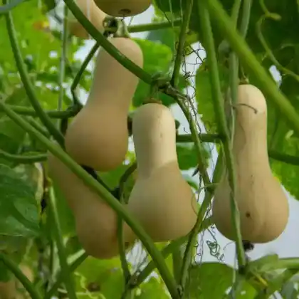 Foto von Moschus-Kürbis (Cucurbita moschata)