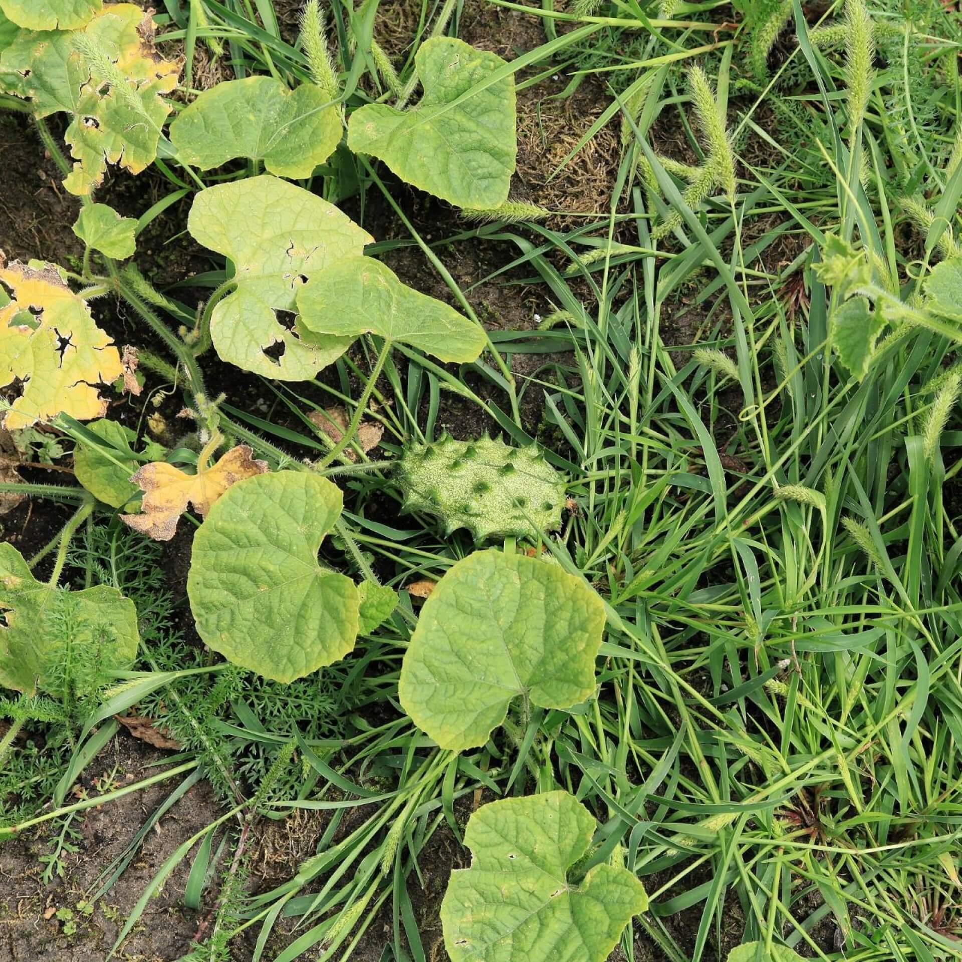 Hornmelone (Cucumis metuliferus)