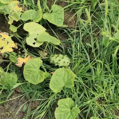 Foto von Hornmelone (Cucumis metuliferus)