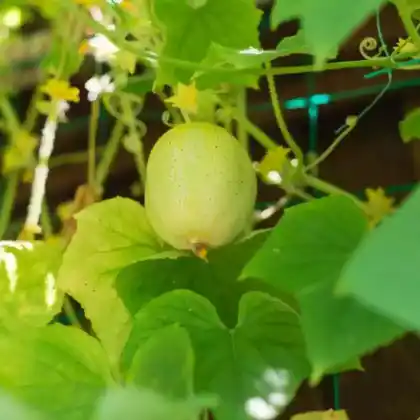 Foto von Zitronengurke (Cucumis sativus 'Lemon')