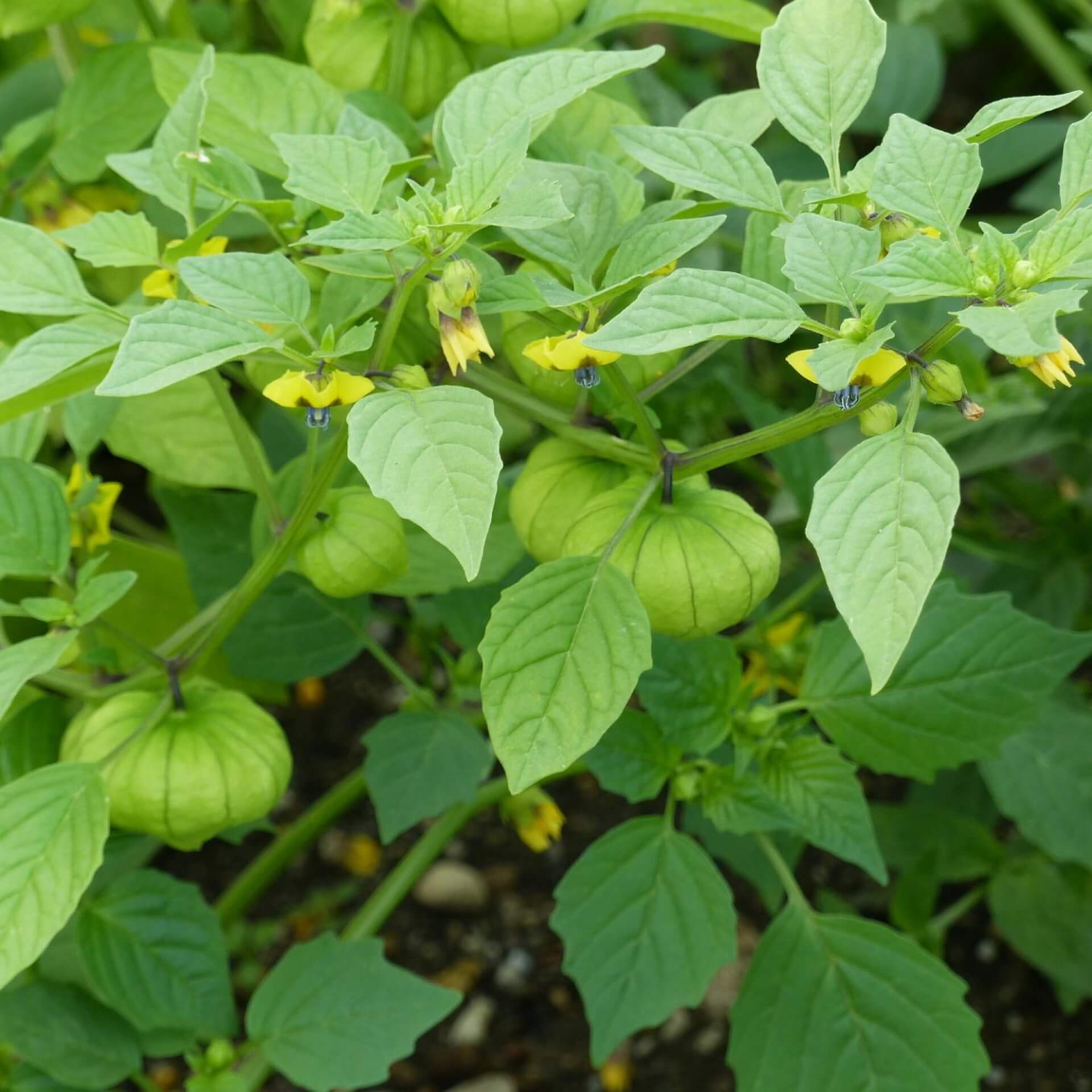 Tomatillo (Physalis philadelphica)