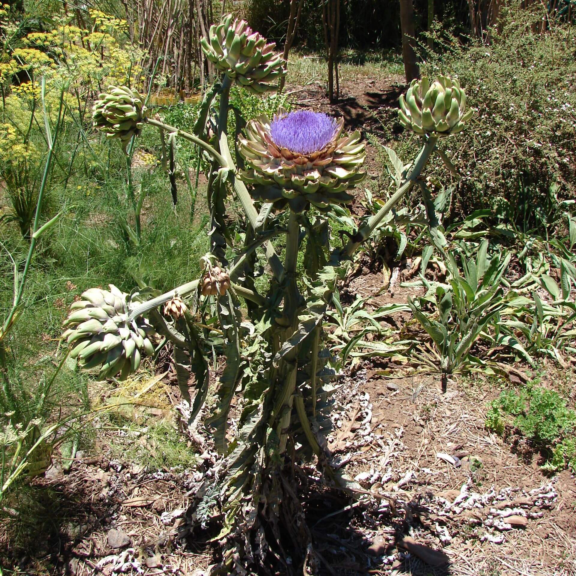 Artischocke (Cynara scolymus)