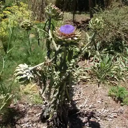 Foto von Artischocke (Cynara scolymus)
