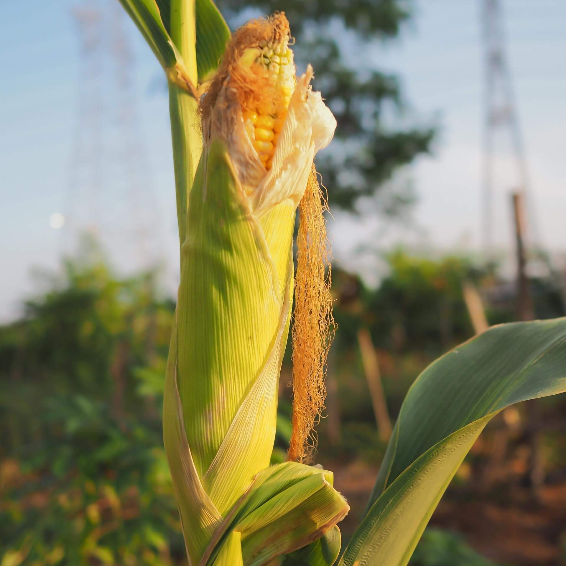 Zuckermais (Zea mays convar. saccharata)