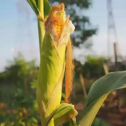 Foto von Zuckermais (Zea mays convar. saccharata)