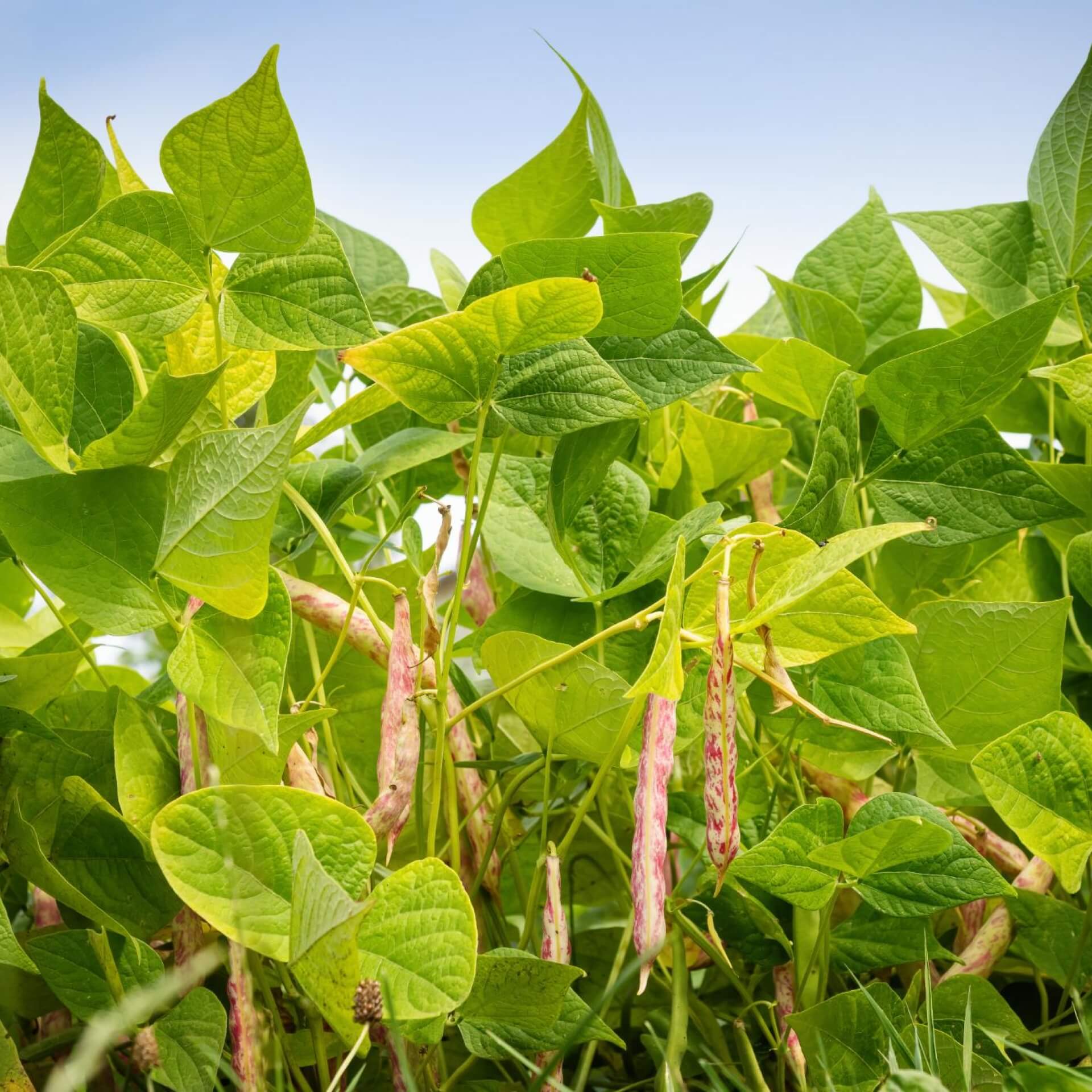 Buschbohnen (Phaseolus vulgaris var. nanus)