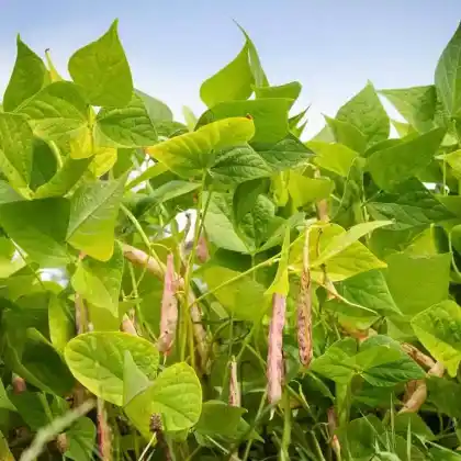 Foto von Buschbohnen (Phaseolus vulgaris var. nanus)