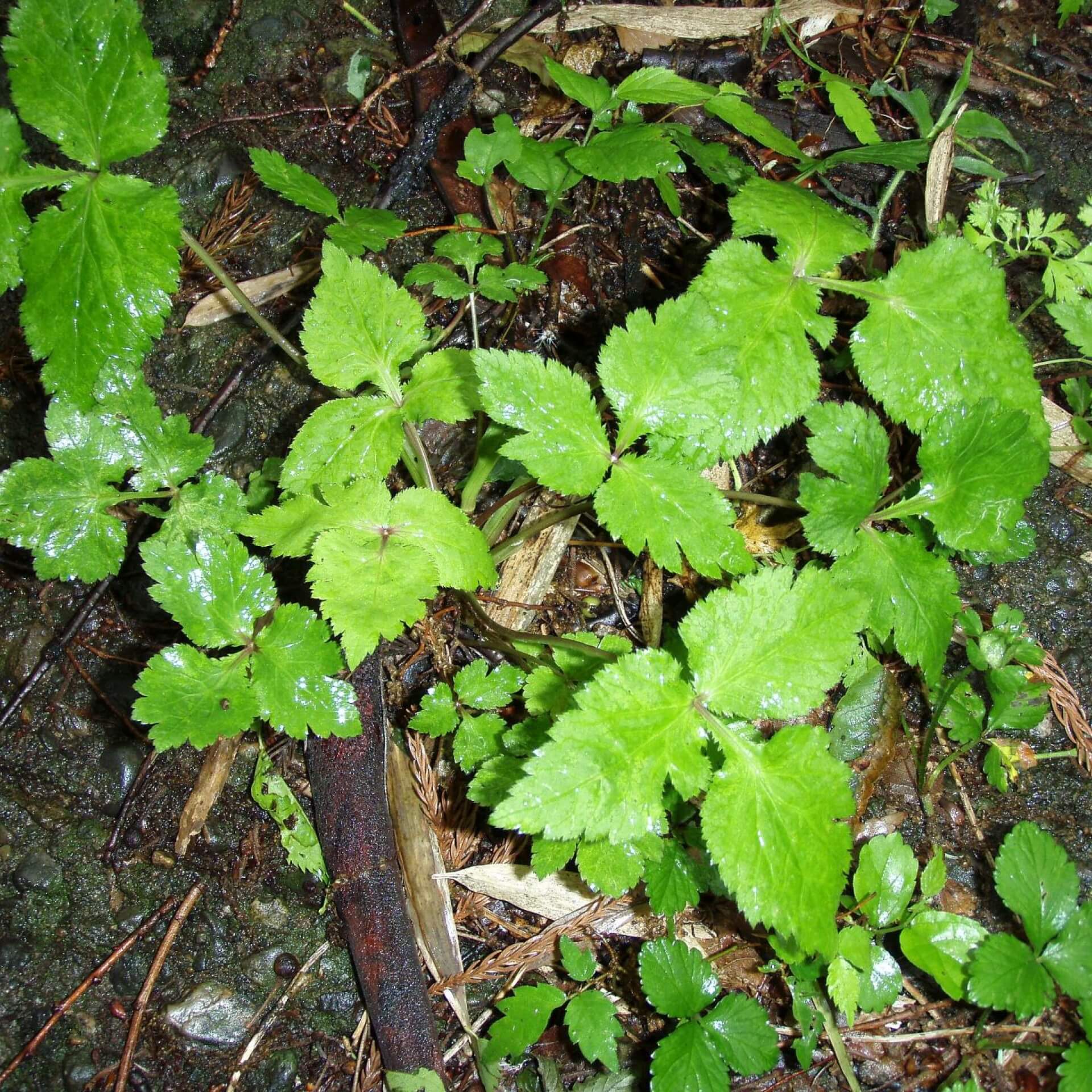 Japanische Petersilie (Cryptotaenia japonica)