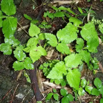 Foto von Japanische Petersilie (Cryptotaenia japonica)