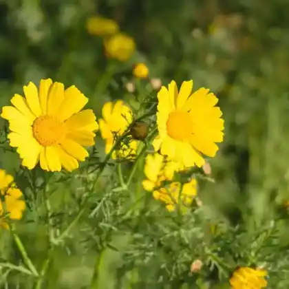 Foto von Speise-Chrysantheme (Glebionis coronaria)