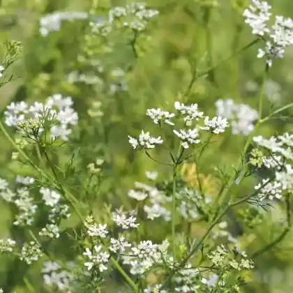 Foto von Koriander (Coriandrum sativum)