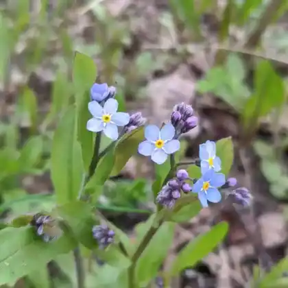Foto von Rehsteiners Vergissmeinnicht (Myosotis rehsteineri)