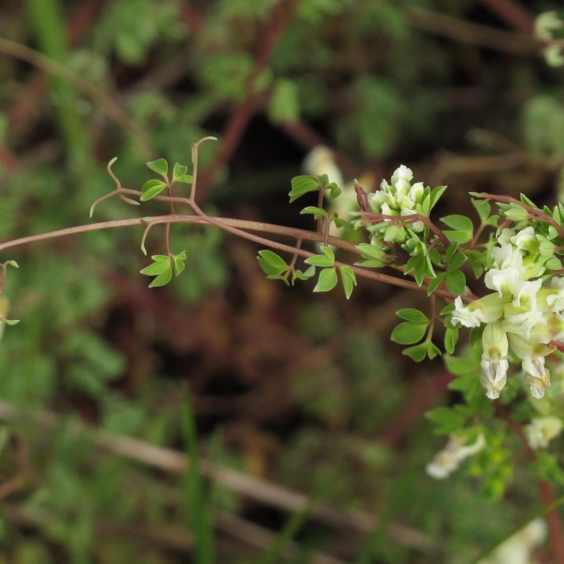 Rankender Lerchensporn (Ceratocapnos claviculata)