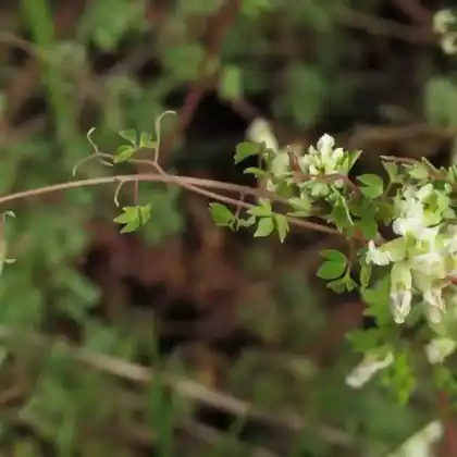Foto von Rankender Lerchensporn (Ceratocapnos claviculata)