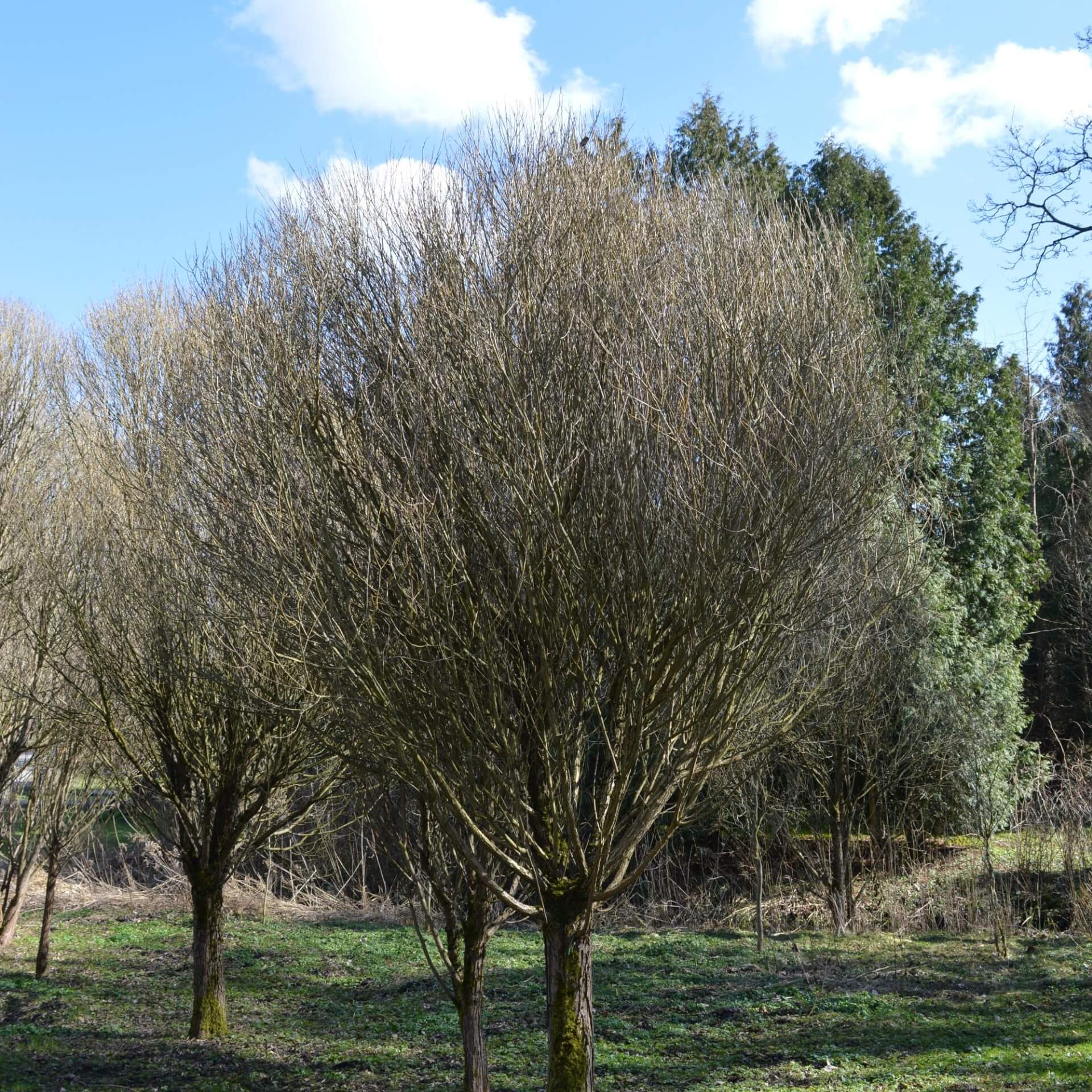 Strauchige Knackweide (Salix fragilis 'Bullata')