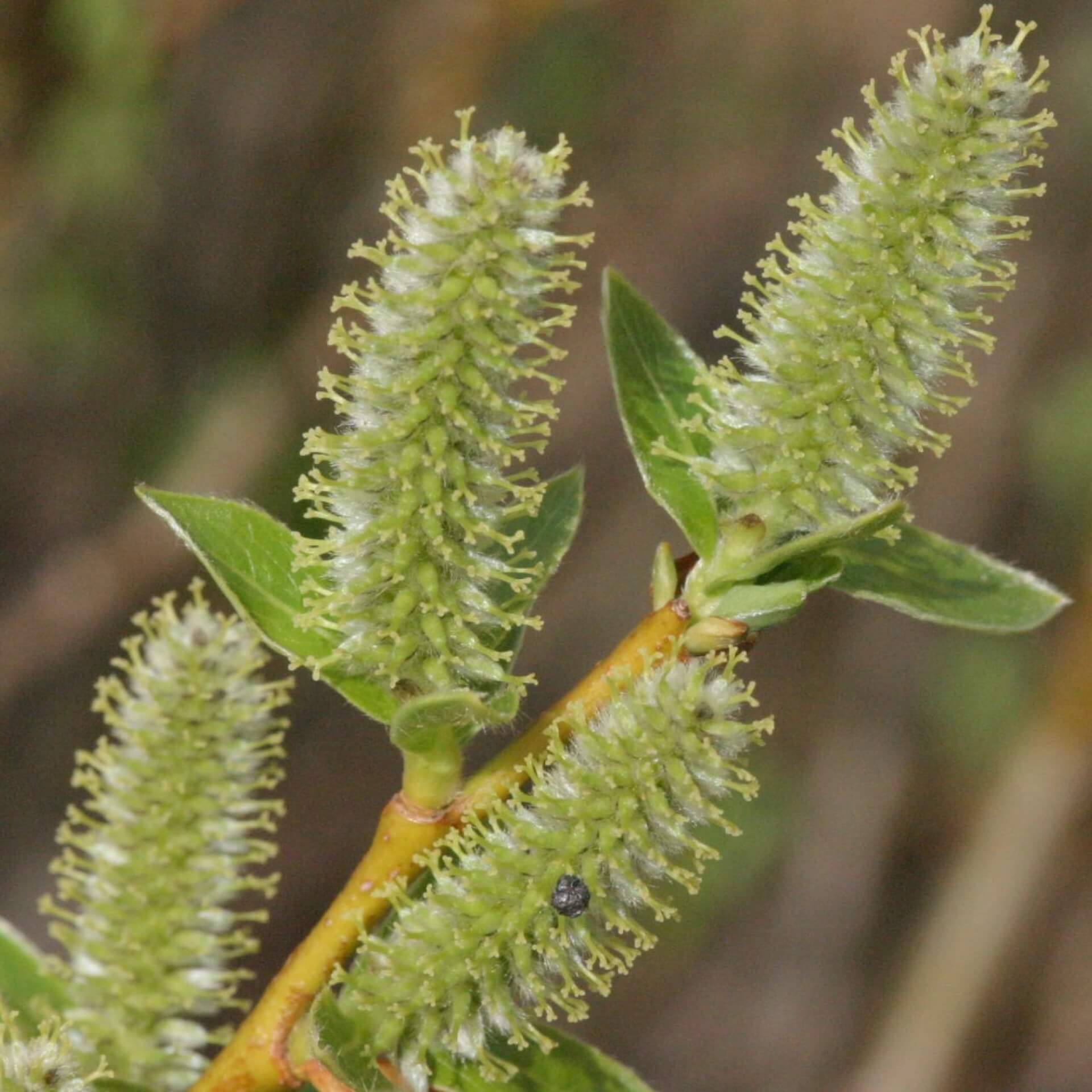 Bäumchenweide (Salix waldsteiniana)