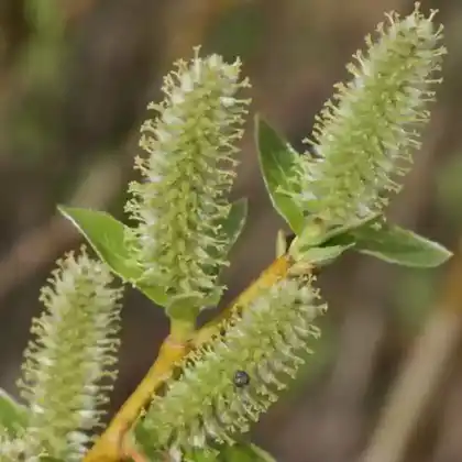Foto von Bäumchenweide (Salix waldsteiniana)
