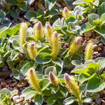 Foto von Netz-Weide (Salix reticulata)