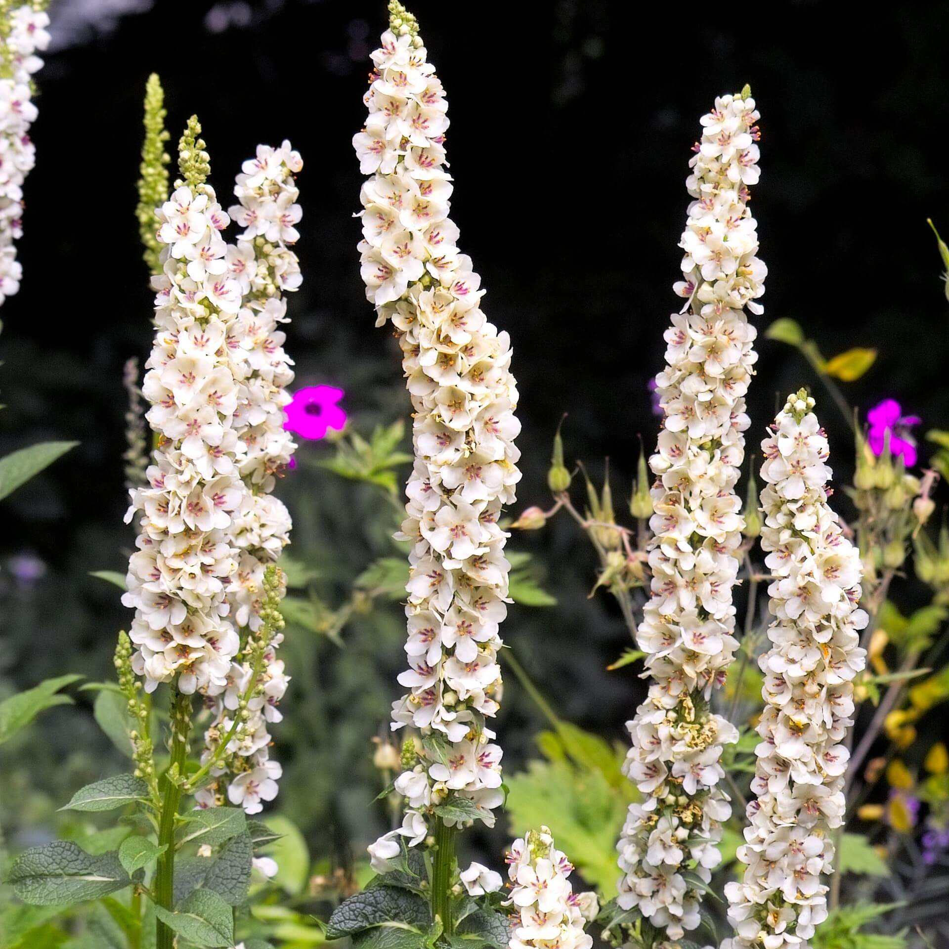 Französische Königskerze (Verbascum chaixii)