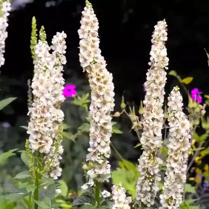 Foto von Französische Königskerze (Verbascum chaixii)