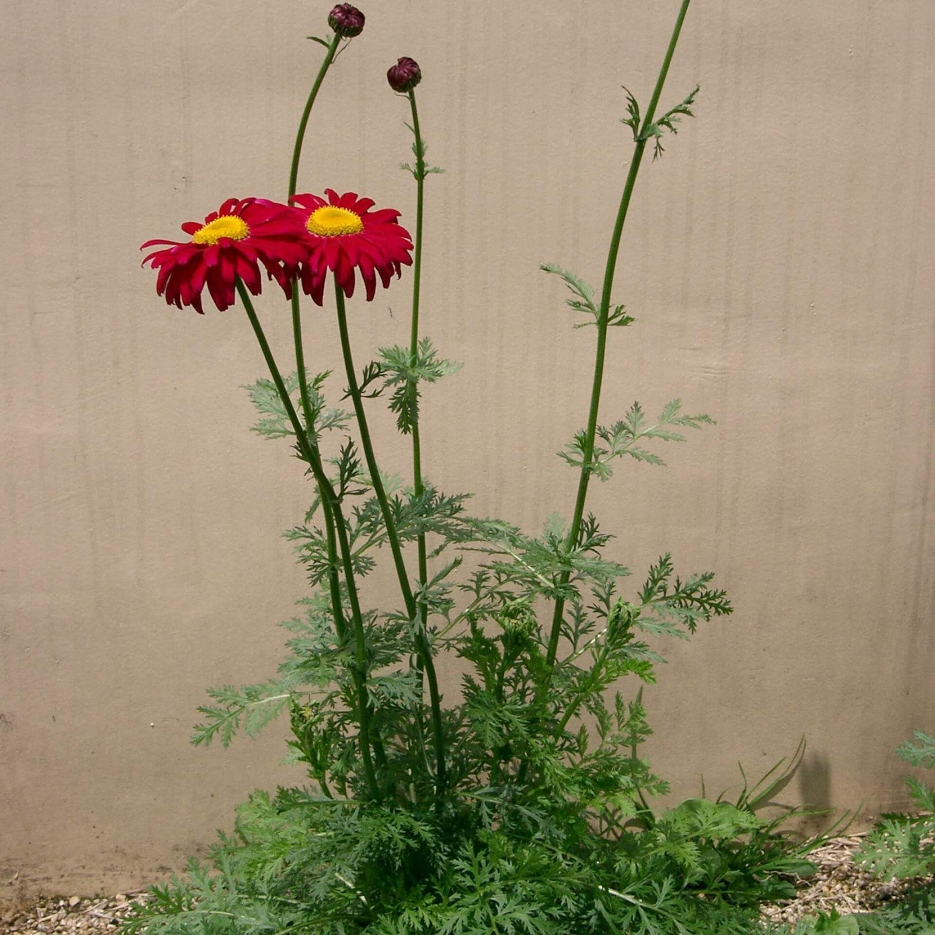 Rotblütige Wucherblume (Tanacetum coccineum)