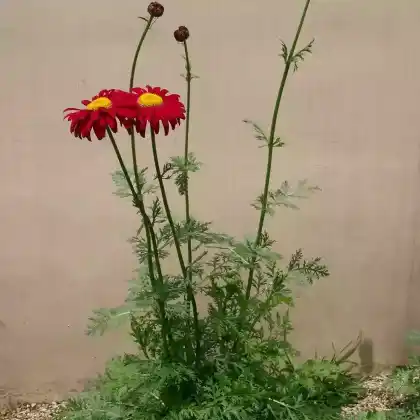 Foto von Rotblütige Wucherblume (Tanacetum coccineum)