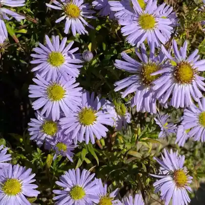 Foto von Kissen-Aster 'Zwergenhimmel' (Aster dumosus 'Zwergenhimmel')