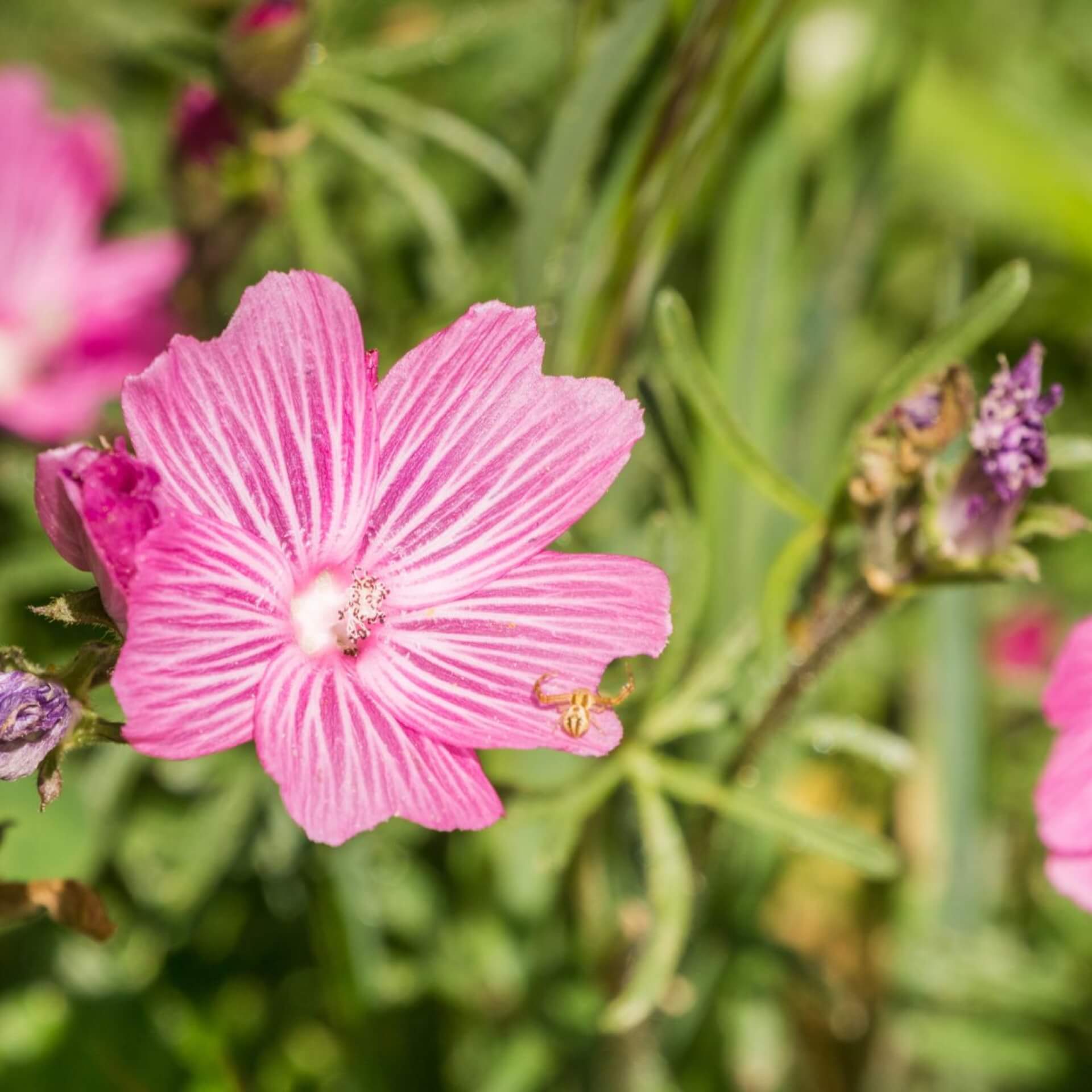 Präriemalve (Sidalcea malviflora)