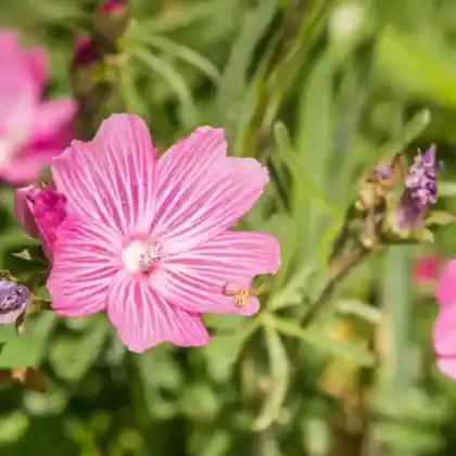 Foto von Präriemalve (Sidalcea malviflora)