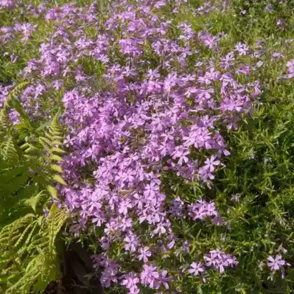 Foto von Herbst-Leimkraut (Silene schafta)