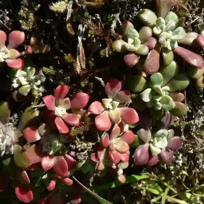Foto von Spatelblättrige Fetthenne (Sedum spathulifolium)