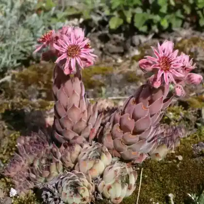 Foto von Marmorierte Hauswurz (Sempervivum marmoreum)