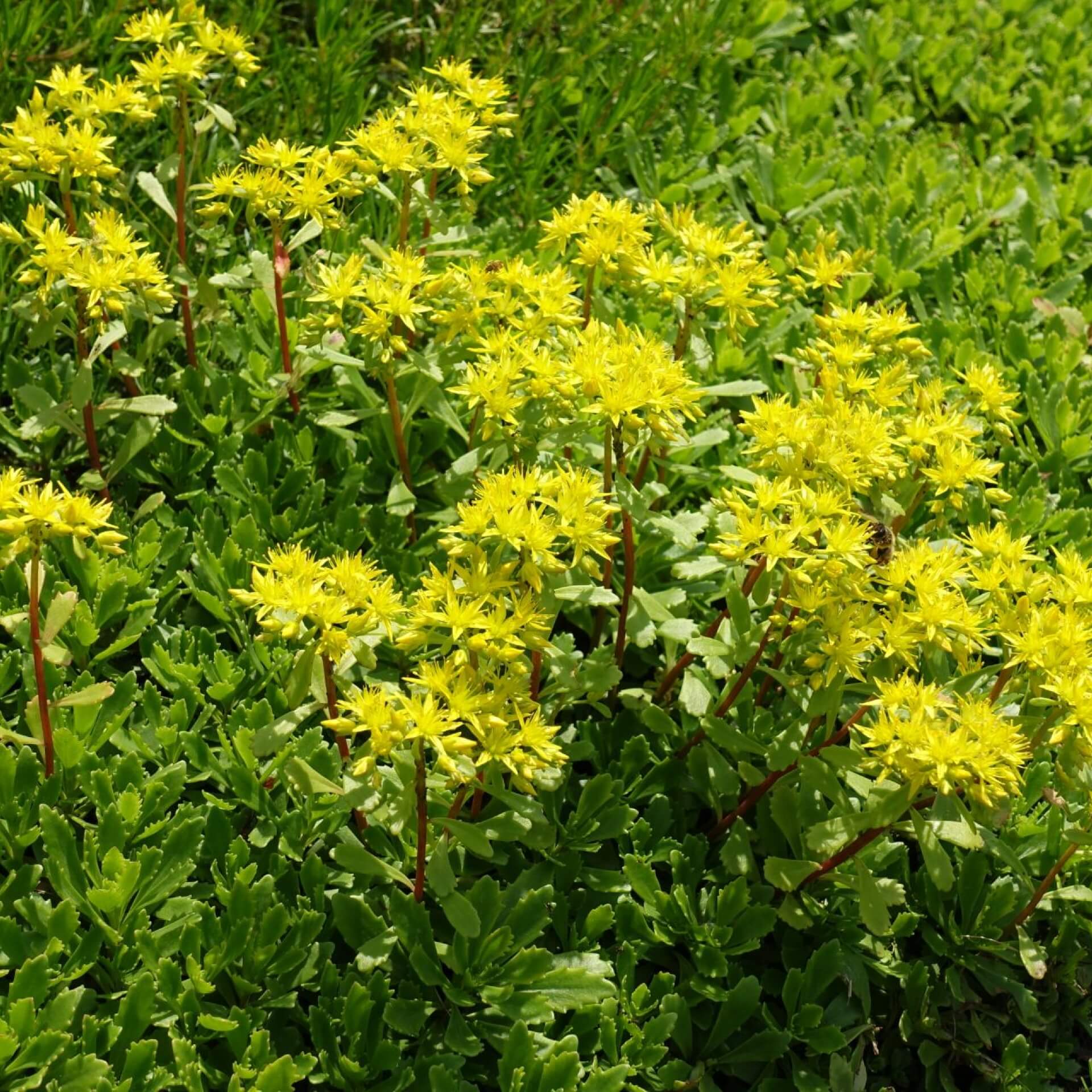 Kamtschatkafetthenne (Sedum kamtschaticum)