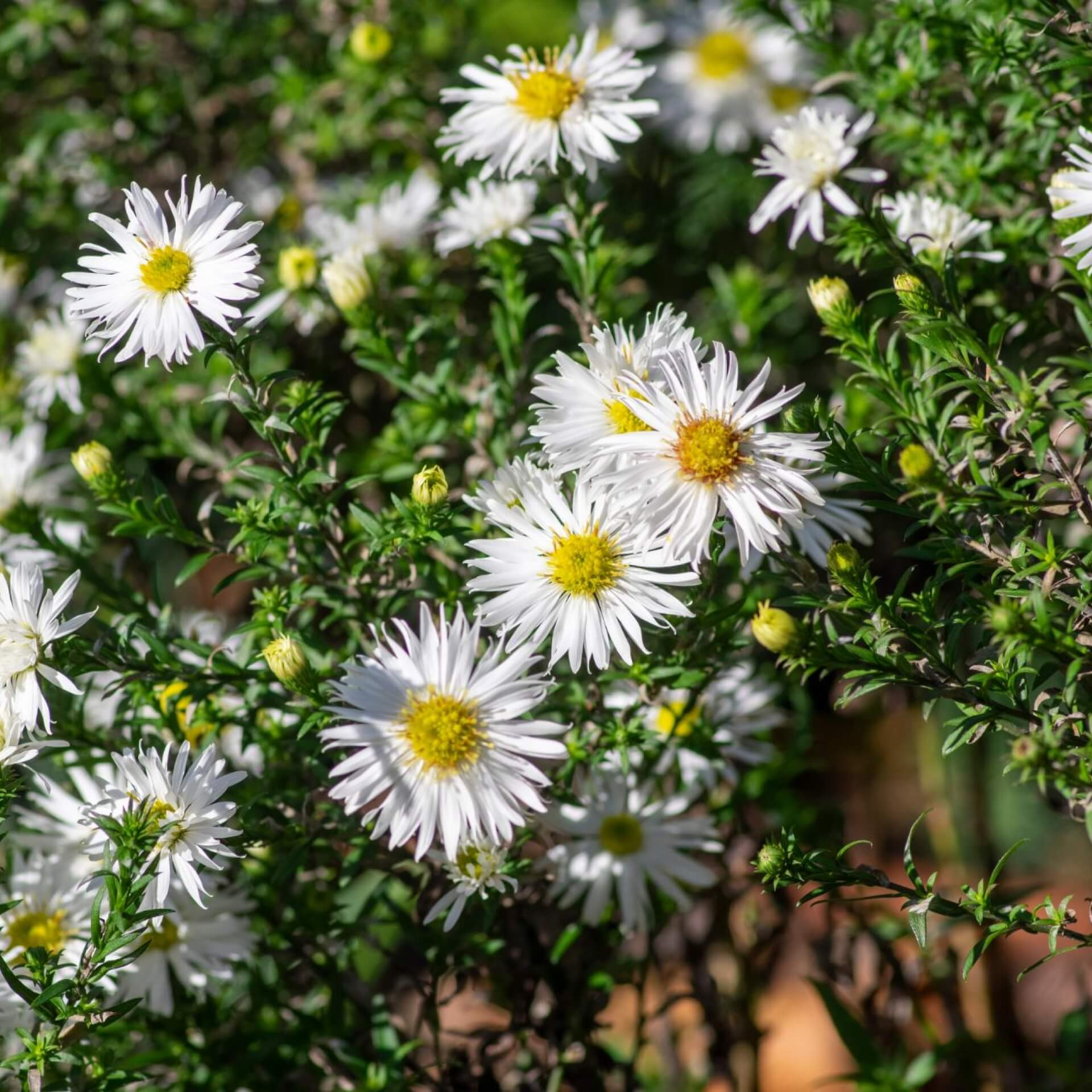 Myrten Aster (Aster ericoides)