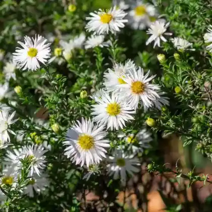 Foto von Myrten Aster (Aster ericoides)