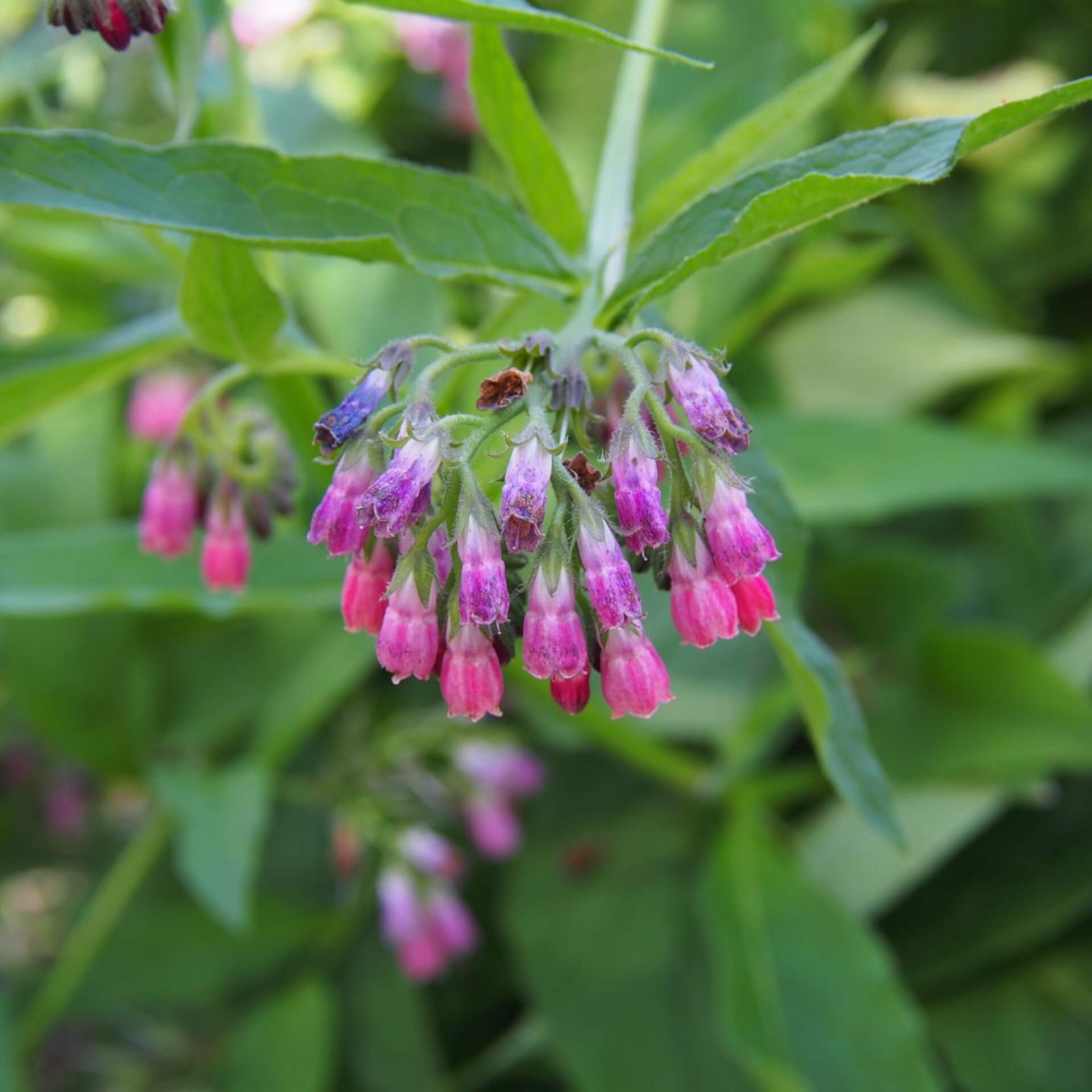 Beinwell 'Rubrum' (Symphytum officinale 'Rubrum')