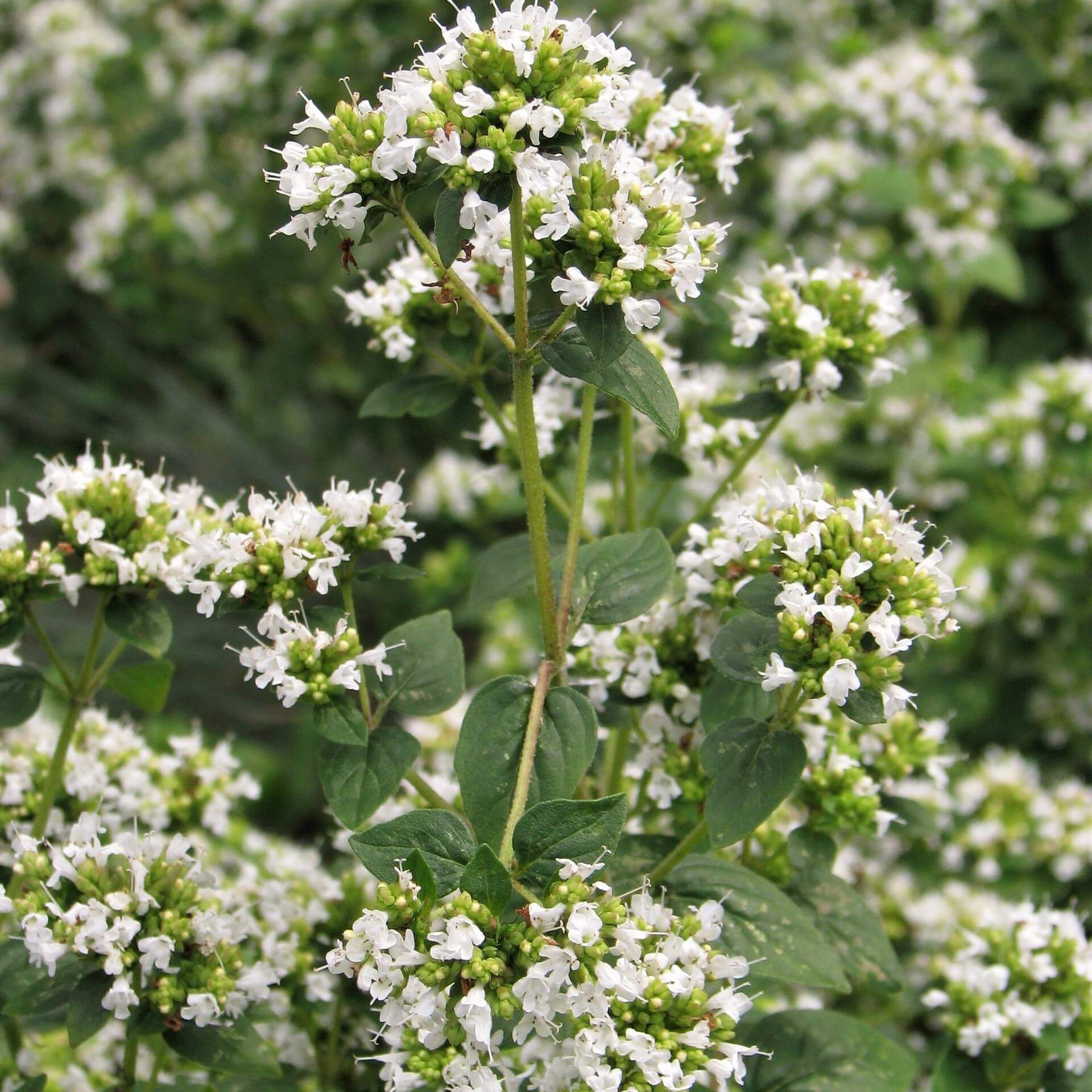 Oregano ‘Country Cream’ (Origanum vulgare 'Country Cream')