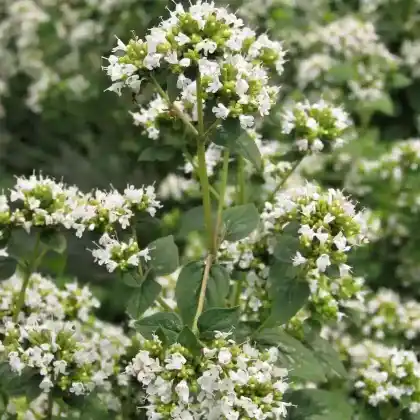 Foto von Oregano ‘Country Cream’ (Origanum vulgare 'Country Cream')