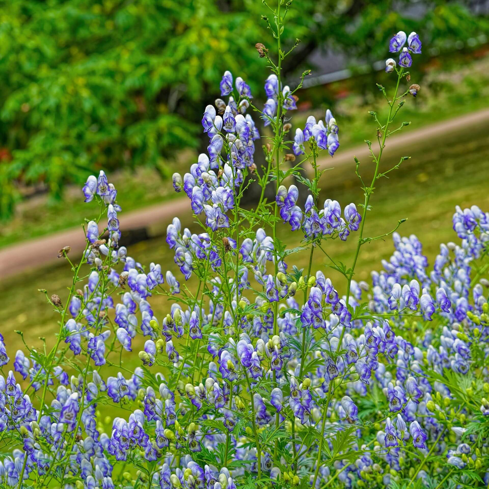 Weißblaublühender Eisenhut 'Bicolor' (Aconitum napellus 'Bicolor')