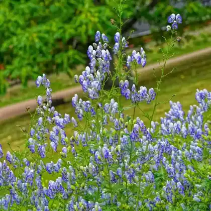 Foto von Weißblaublühender Eisenhut 'Bicolor' (Aconitum napellus 'Bicolor')