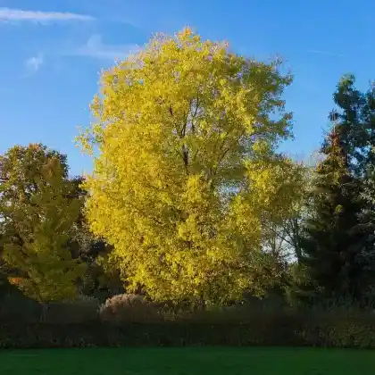 Foto von Silber-Ahorn (Acer saccharinum)