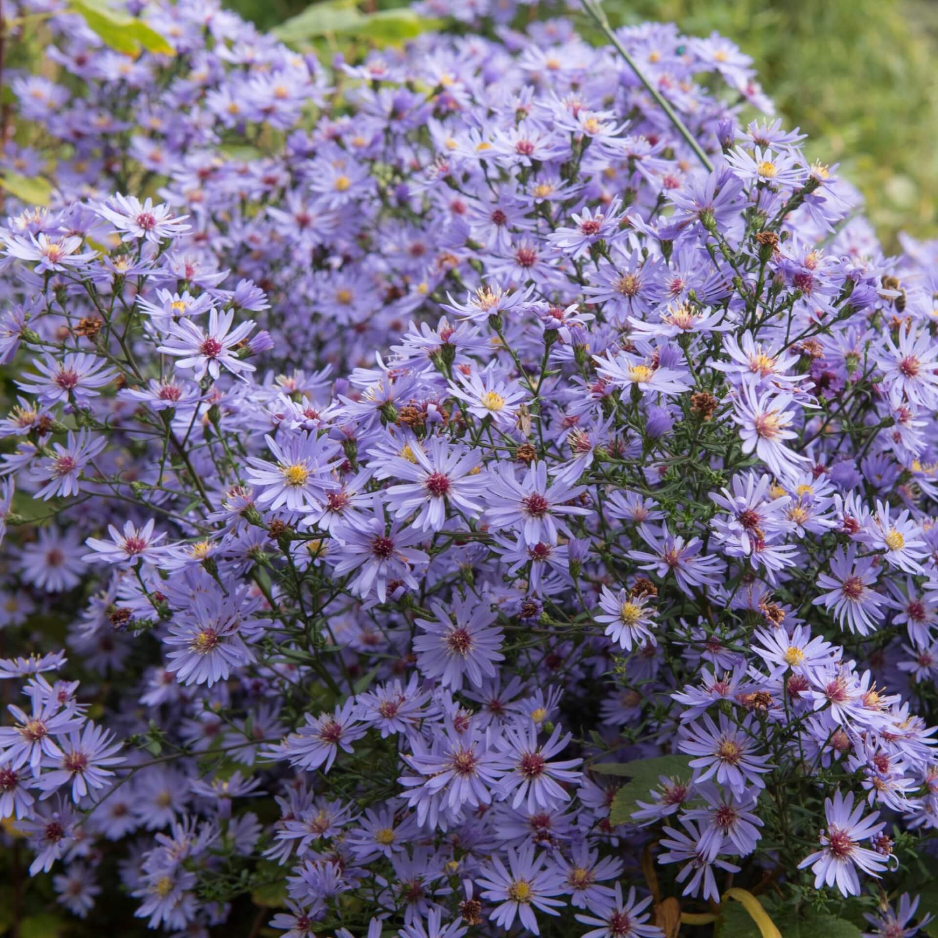 Myrten Aster 'Blue Star' (Aster ericoides 'Blue Star')