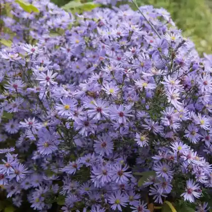 Foto von Myrten Aster 'Blue Star' (Aster ericoides 'Blue Star')
