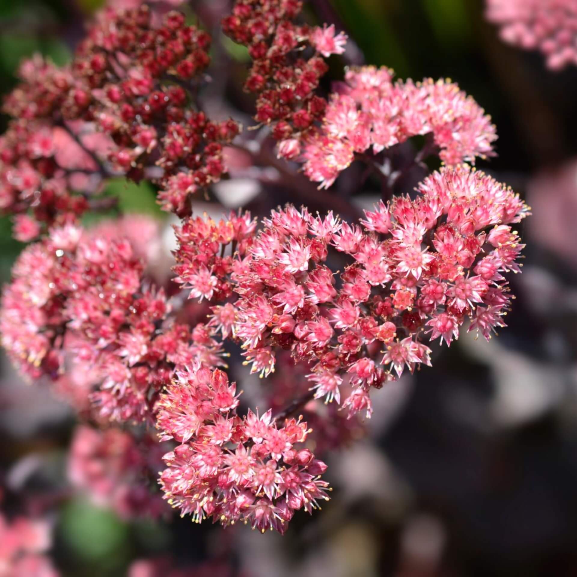 Purpur-Fetthenne 'Purple Empero' (Sedum telephium 'Purple Emperor')